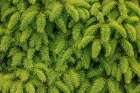 USA-Washington State-Seabeck Close-up of spruce tree leaves Art Print